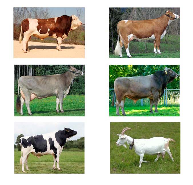 Livestock - Meat - Semen -  Saanen Goats